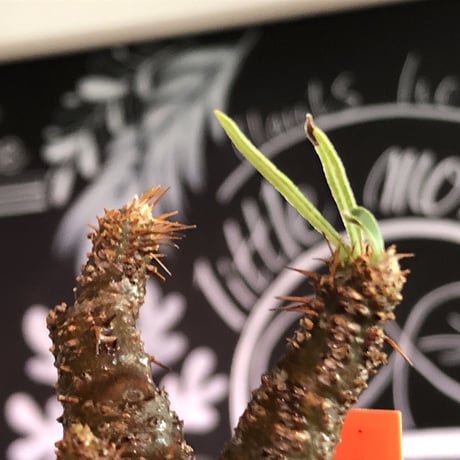 pachypodium gracilius《S size》A面赤肌株※現地球発根済株※店主国内管理2年株※balance良き小振の赤肌グラキ‼︎※mad black pot植え