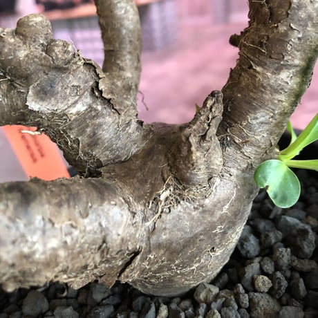 euphorbia  itremensis 《M size》枝振りと株表皮、balanceと全てに独創性を感じる1株‼︎   ※mad black  pot植え