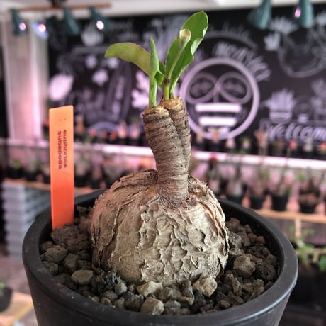 euphorbia subapoda《大きめM size》※大きくbalanceも良型‼︎ススをまとった様なmad感な肌質がカッコ可愛いオススメ株‼︎現在開花中‼︎※mad  black pot植え