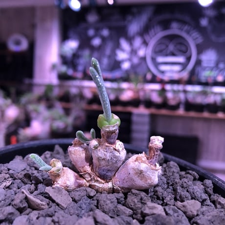 monilaria   moniliformis《S  size》※現地球発根済株※モニラリア属希少種　※冬型caudex‼︎   ※mad black bowl pot植え
