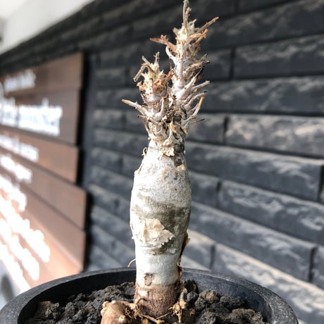 sesamothamnus rivae《小さめM size》※現地球株発根済※小振り現地球株は逆に珍しく白く美しくも味深き表皮のメクれが堪らなく枝振りも良き一株※black pot植え
