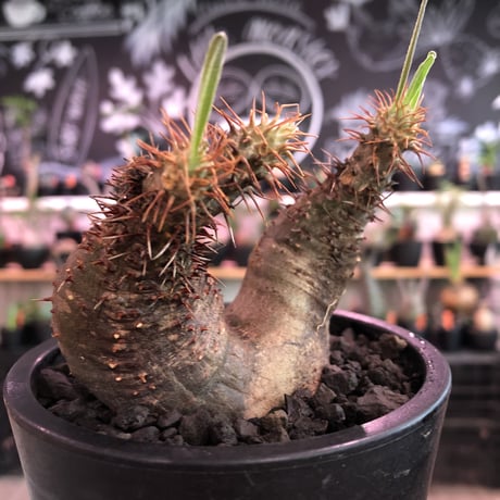 packypodium  gracilius《 大きめS  size》W-he'd※現地球発根済※左右アシンメトリーなwild二分頭グラキ‼︎可愛さとの二面性感じる一株※mad black pot植え