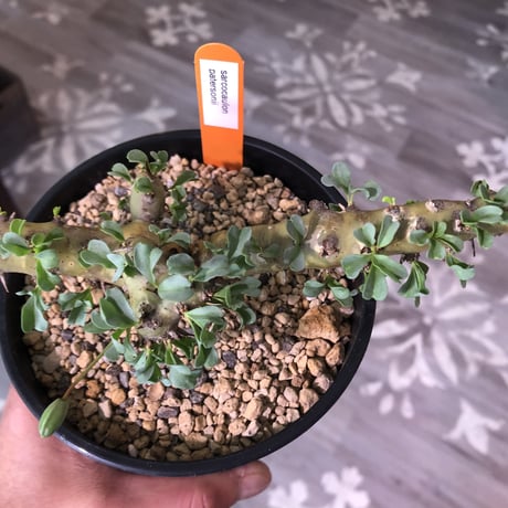 sarcocaulon   patersoni（M size）