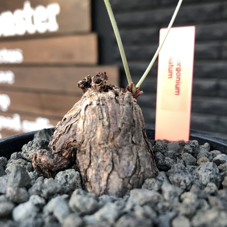 pelargonium lobatum《S size》※現地球発根済株※店主国内管理2年株※身体に見合わないほど威勢よく🌱葉を展開中‼︎花もかわいいオススメ株※mad black pot植え