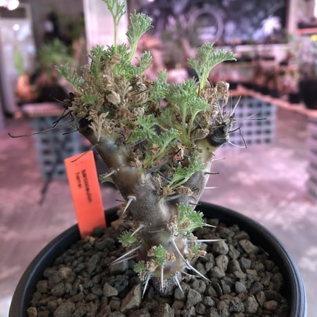 sarcocaulon herrei《M size》※今や希少且つ今後輸入厳しい南アフリカ物‼︎gapある白花大輪を咲かす冬型人気者‼︎V字樹形※mad  black  pot植え