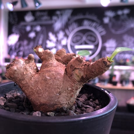euphorbia  itremensis 《M size》※現地球発根済株※店主国内管理3年株※ボコボコと変形しながら枝作りをする装いの変化をも楽しめる一株‼︎※mad black pot植え