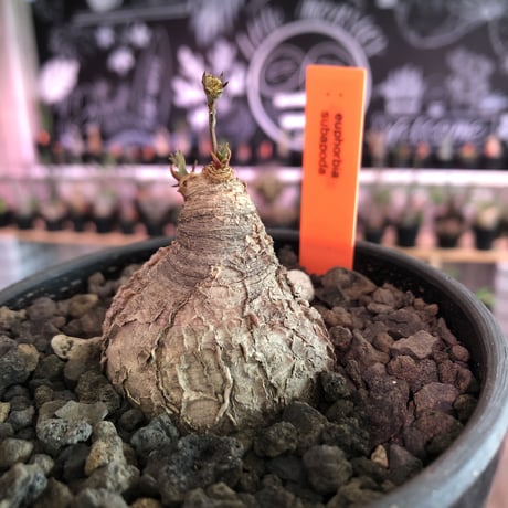 euphorbia subapoda《M size》※枝成長過程から育てる事ができ、ぼってり株で可愛いながらも特に肌質荒い小振りでもvintage感強き一株※mad  black bowl pot植え