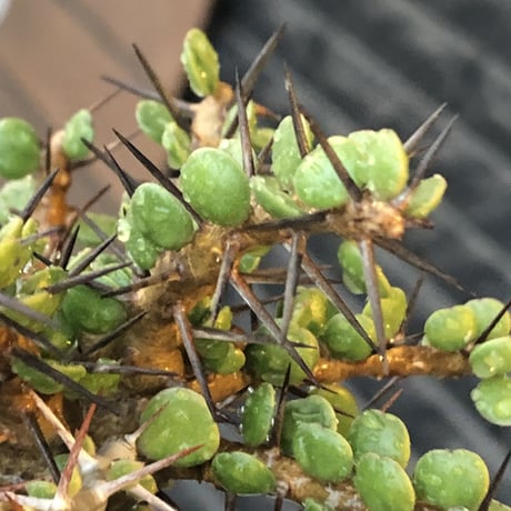 alluaudia comosa《 M size》店主長期作り込み株※現地球発根後店主国内管理6年株※極めて低重心且つ良枝振りの味深くcompactな一株※mad black pot植え