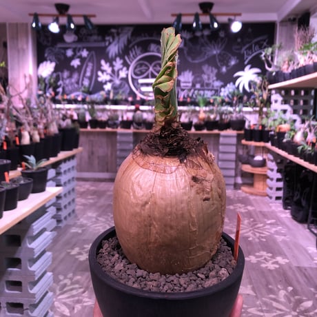 boophane   disticha  《 L size》※驚愕‼︎ヤバすぎるbig球体美肌株‼︎※mad black bowl pot植え