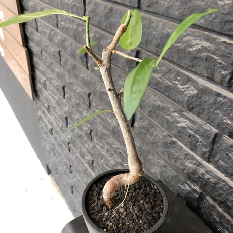 adansonia  digitata （バオバブの木）《M size》 ※発根済株※冬季もしっかり管理した小さめでも丈の締まった成長が大変楽しみなバオバブ※mad  black  pot植え