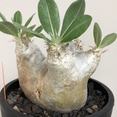 pachypodium  eburneum《L size》※現地球株発根済※エブレらしい樹形に極美しい白肌が魅力的な一株※mad black bowl pot植え
