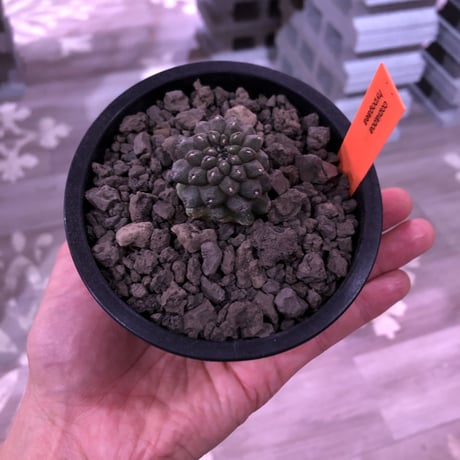 copiapoa   hypogaea《S size》※現地球カキ仔自根株※店主国内管理3年株※黒肌に優しい黒棘なwildヒポガエア※mad black pot植え※No.③