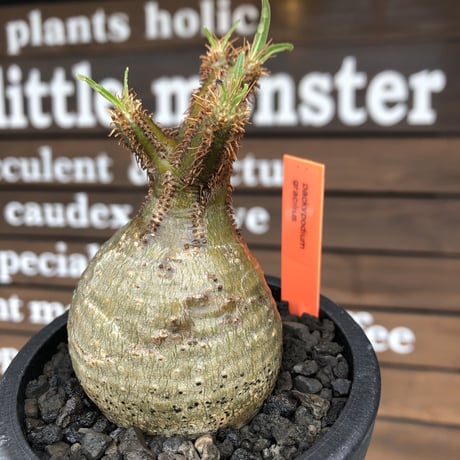 pachypodium  gracilius《大きめS size》まん丸ぼってり樹形※現地球発根済株※店主国内管理2年株※可愛すぎるまん丸樹形＆表皮美肌が堪らない※mad black pot植え