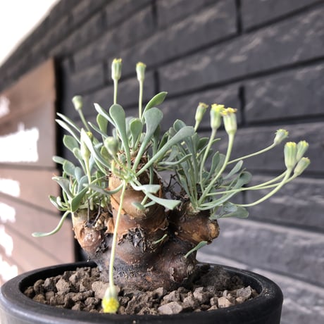 othonna  euphorbioides《M size》※現地球発根後店主国内管理3年株※株元は太く綺麗目肌の持ち主‼︎※mad black pot植え
