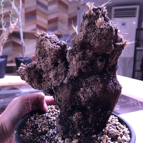 xerophyta   trichophylla《L L size》