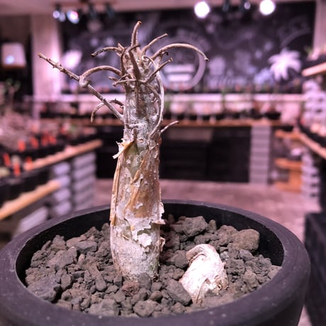 sesamothamnus rivae《大きめS size》※現地球発根済株※店主国内管理2年株※小振り現地球株は逆に珍しく小さくても表皮のメクれが堪らない一株‼︎※mad black pot植え