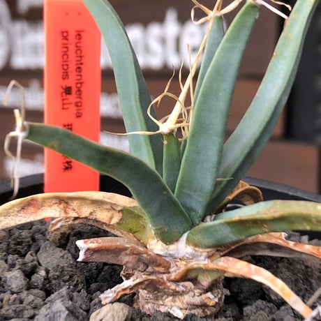 leuchtenbergia  principis 晃山《S size》※現地球株発根済※小振りながらも味深く強靭で育てやすい一属一種の有望株※black bowl pot植え