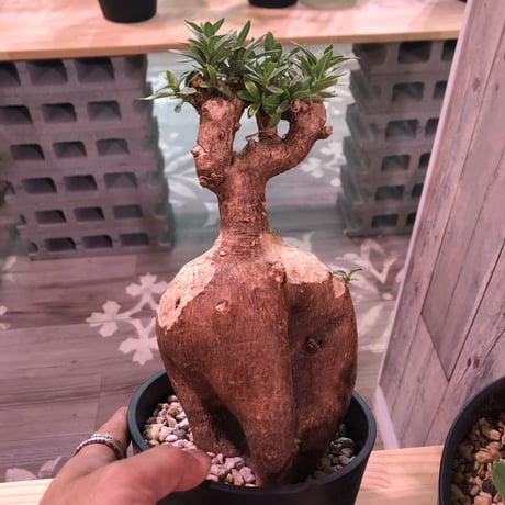 packypodium  bispinosum《M ~L size》sizeバラバラ