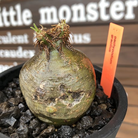 pachypodium  gracilius《大きめS size》激希少‼︎極短枝株※現地球発根後店主国内管理2年株※激短枝低重心&ぼってり樹形の特化した一株※mad black pot植え