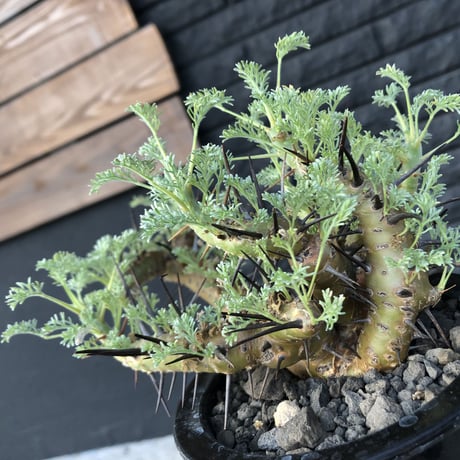 sarcocaulon  herrei《M size》