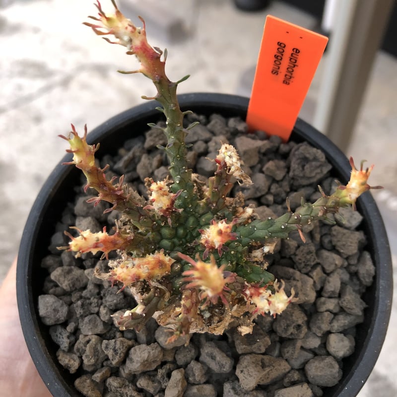 euphorbia gorgonis《M size》※現地球発根済株※人気🐙タコもの