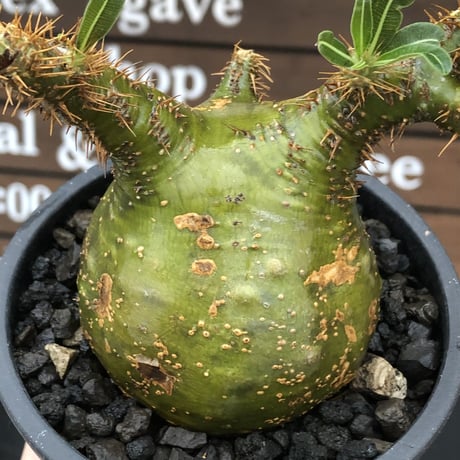 pachypodium  gracilius《M size》驚愕‼︎激希少株※現地球発根後店主国内管理2年株※greenを通り越したヤバすぎる渾身の一期一会株※mad black pot植え