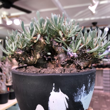 othonna   euphorbioides《L size》black肌※三分頭な最高balance株‼︎ウェイトが下にある堪らない樹形※mad black marble bowl pot植え