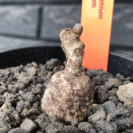 monadenium capitatum《M size 》希少種※現地球発根済※丸み強き株元に霜降り班模様が美しくもかわいい一株※mad black pot植え