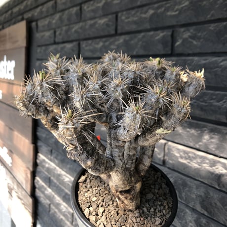 euphorbia  guillauminiana《大きめL size》※現地球発根後店主国内管理3年株※太めな幹に躍動する枝振りbalanceも堪らない良樹形※mad black pot植え