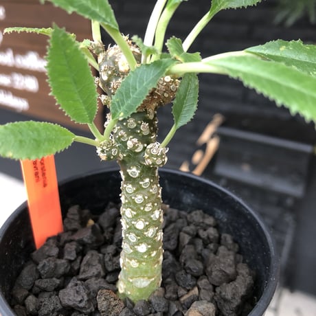 dorstenia   lavrani《M size》希少‼︎綺麗過ぎるgreen‼︎