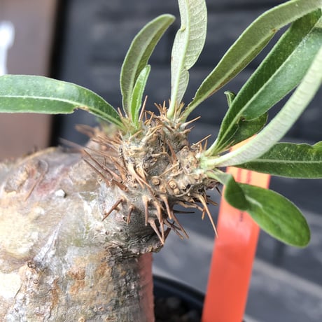 pachypodium gracilius《大きめS size》※現地球発根後店主国内管理3年株※極短枝且つ特化したプリンカラーが堪らない一株※mad black pot植え