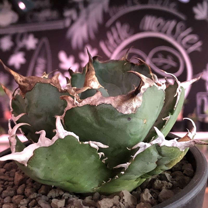 agave titanota 白鯨《M size》※現地球発根済株※最高の鋸歯に