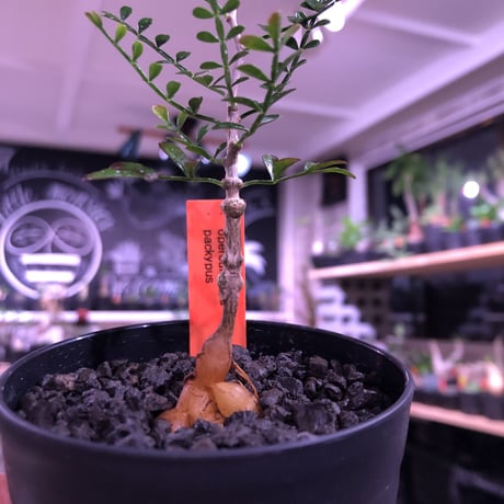 opercullicarya   packypus  littmon  seed🌱 《２年半株》balance良く装い良き一株‼︎　※（限定３株）