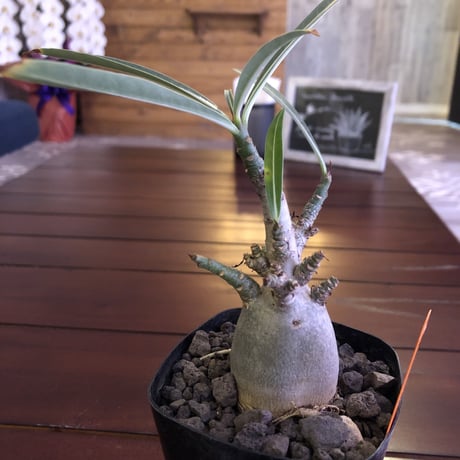 adenium  somalense