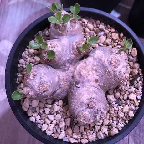 packypodium  brevicaule  恵比寿笑い《M  size》丁度良いsize感