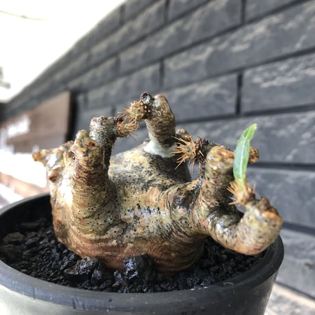 pachypodium gracilius《M size》偏平&短枝良枝振り株※現地球発根後店主国内管理2年株※極めて低重心偏平且つ枝振りも良き一株※mad black pot植え