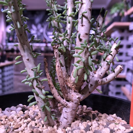 ceraria   namaquensis《L size》※年々分岐する上、上品且つ大変綺麗なsilver green colorの葉が美しい一株‼︎※限定2株