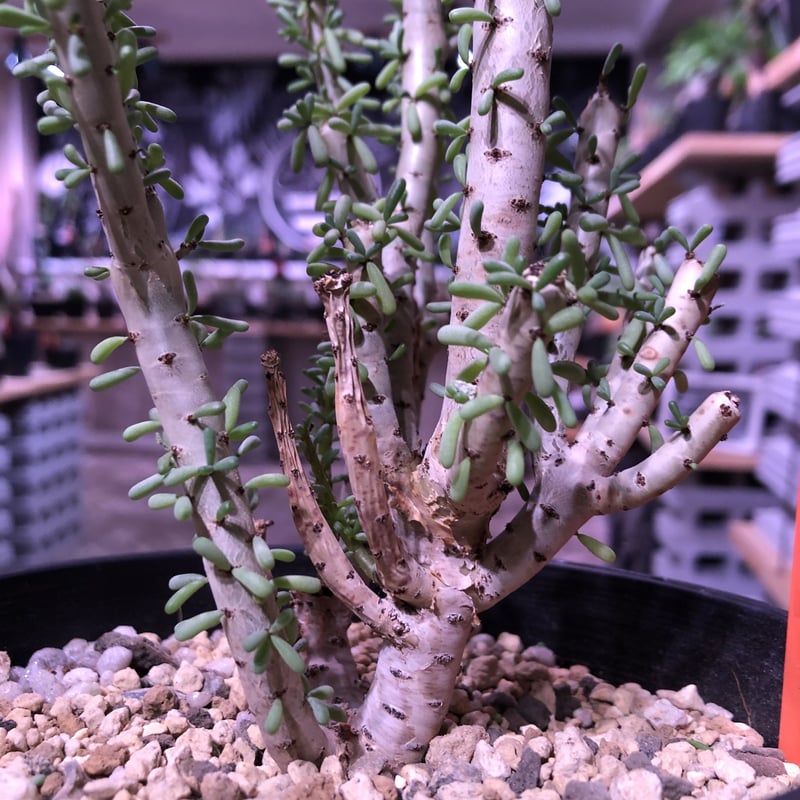 ceraria namaquensis《L size》※年々分岐する上、上品且つ大変綺麗な