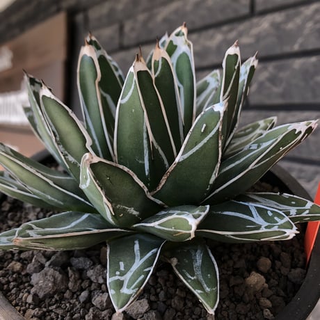 agave  笹の雪《小さめL size》※現地球発根後店主国内管理3年株※締まり&balanceも美しい良きサイズ感※mad black bowl pot植え