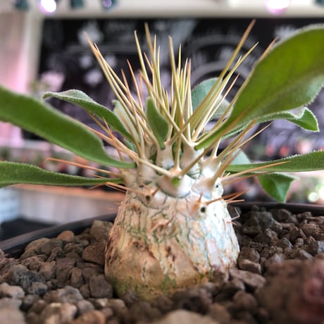 packypodium  namaquanum 光堂《大きめS size》littmon seed🌱※希少‼︎威勢よく葉も展開中‼︎しっかり育て渾身の一株※mad  black bowl pot植え