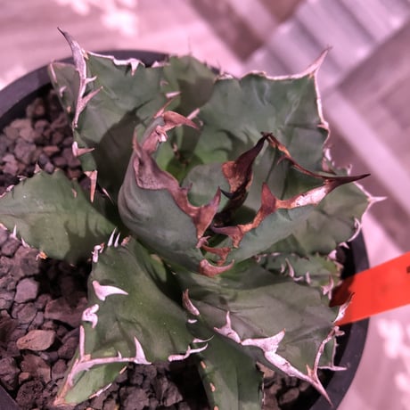agave     titanota《M  size》Sよりのサイズ感で成熟株の装い   mad  black  pot植え