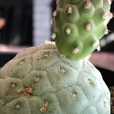 tephrocactus geometricus 《M size》※現地球株カキ仔発根済※③丸々とかわいく綺麗な玉型維持のカキ仔※black bowl pot植え