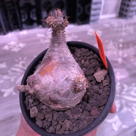 packypodium  gracilius《大きめS  size》※現地球発根済み株‼︎※驚愕‼︎可愛すぎる程まん丸グラキ‼︎※mad black bowl pot植え