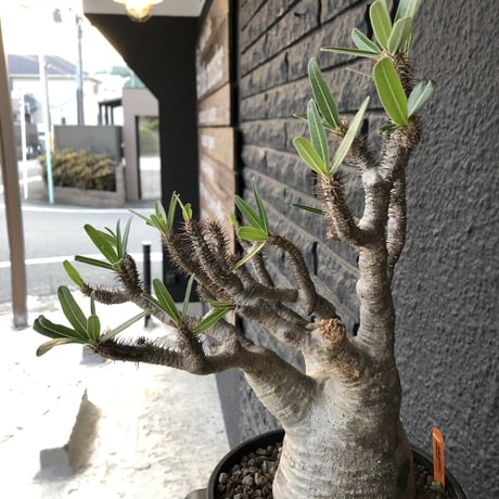 packypodium   gracilius《L  size》