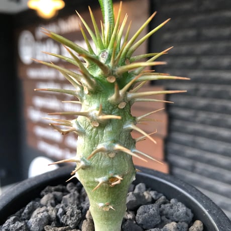 pachypodium  ambongense  littmon seed株《大きめS size》※希少高きアンボンゲンセ‼︎激オススメ株※black pot植え