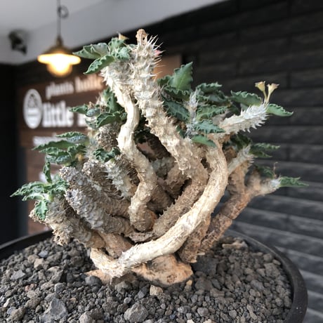 euphorbia tulearensis《 LL size》大株※現地球発根後店主国内管理4年株※驚愕‼︎希少性激高塊根ユーフォルビア‼︎big塊根&半端なき枝振り※shallow pot植え