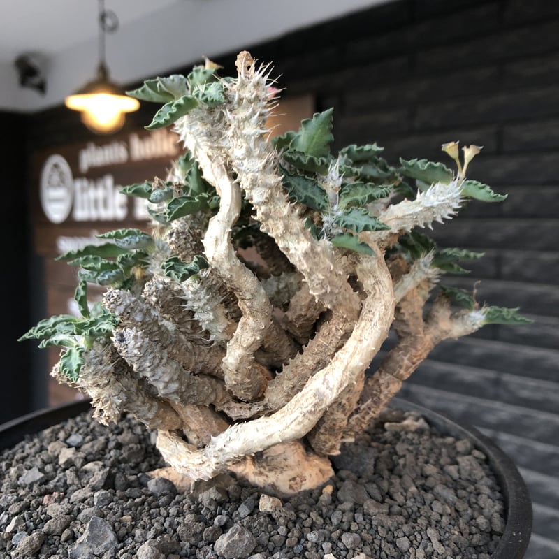 ユーフォルビアフスカ（大株）現地株 発根済み ユーフォルビアフスカ