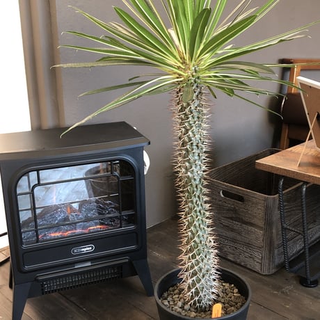 packypodium lamerei
