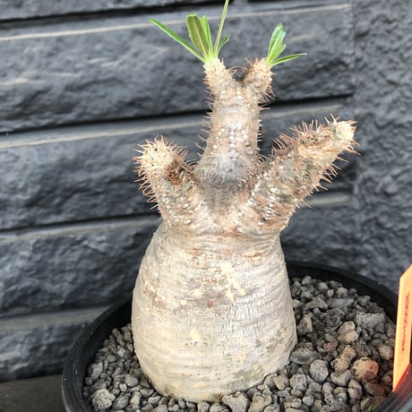 packypodium  gracilius まん丸《M size》  現地球  発根済み株   mad black pot植え