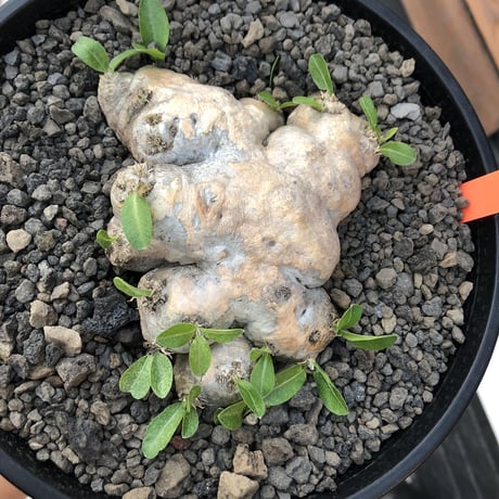 pachypodium  brevicaule恵比寿笑い《M size》※現地球発根済株※より偏平さが強く、肌質や肌カラーが大変綺麗な笑い‼︎今後流通少なくなります※浅鉢植え